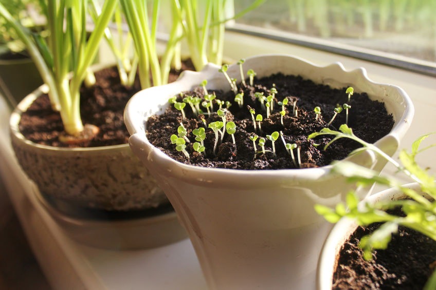 Ako si doma vypestovať čerstvé bylinky?